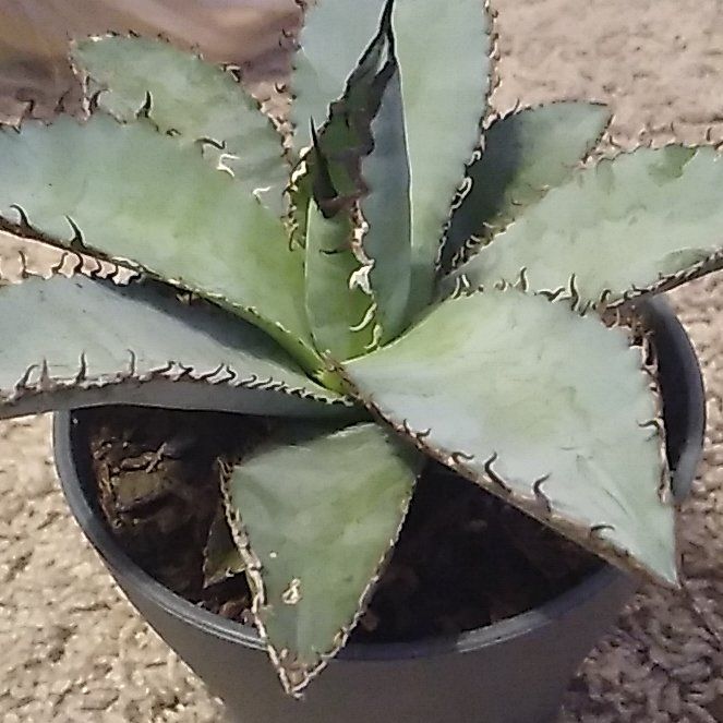 Photo of the plant species Agave Titanota by @JuicyChinesefir named Rosetta on Greg, the plant care app