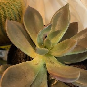 Photo of the plant species Graptoveria 'Juliana' by @GemSweetbox35 named Nes on Greg, the plant care app