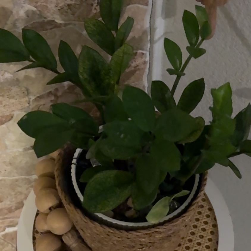 Photo of the plant species Zz plant by @GemSweetbox35 named Nes on Greg, the plant care app