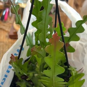 Photo of the plant species Fishbone cactus by @GemSweetbox35 named Nes on Greg, the plant care app