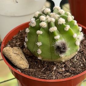 Photo of the plant species Domino Cactus by @GemSweetbox35 named Nes on Greg, the plant care app