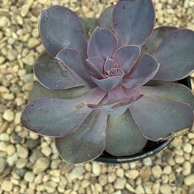 Photo of the plant species Echeveria 'Purple Perle von Nurnberg' by @GemSweetbox35 named Nes on Greg, the plant care app
