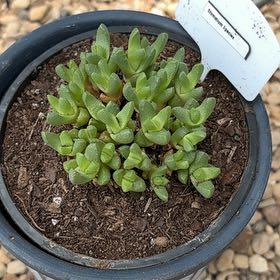 Photo of the plant species Stomatium acutifolium by @GemSweetbox35 named Nes on Greg, the plant care app