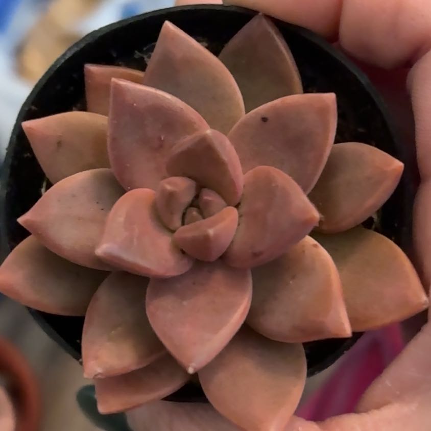 Photo of the plant species succulent by @GemSweetbox35 named Nes on Greg, the plant care app