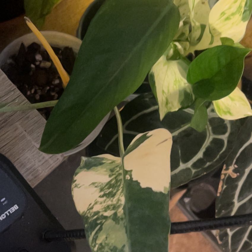 Photo of the plant species Variegated Philodendron by @AyeeeeAnde named Philly Special on Greg, the plant care app