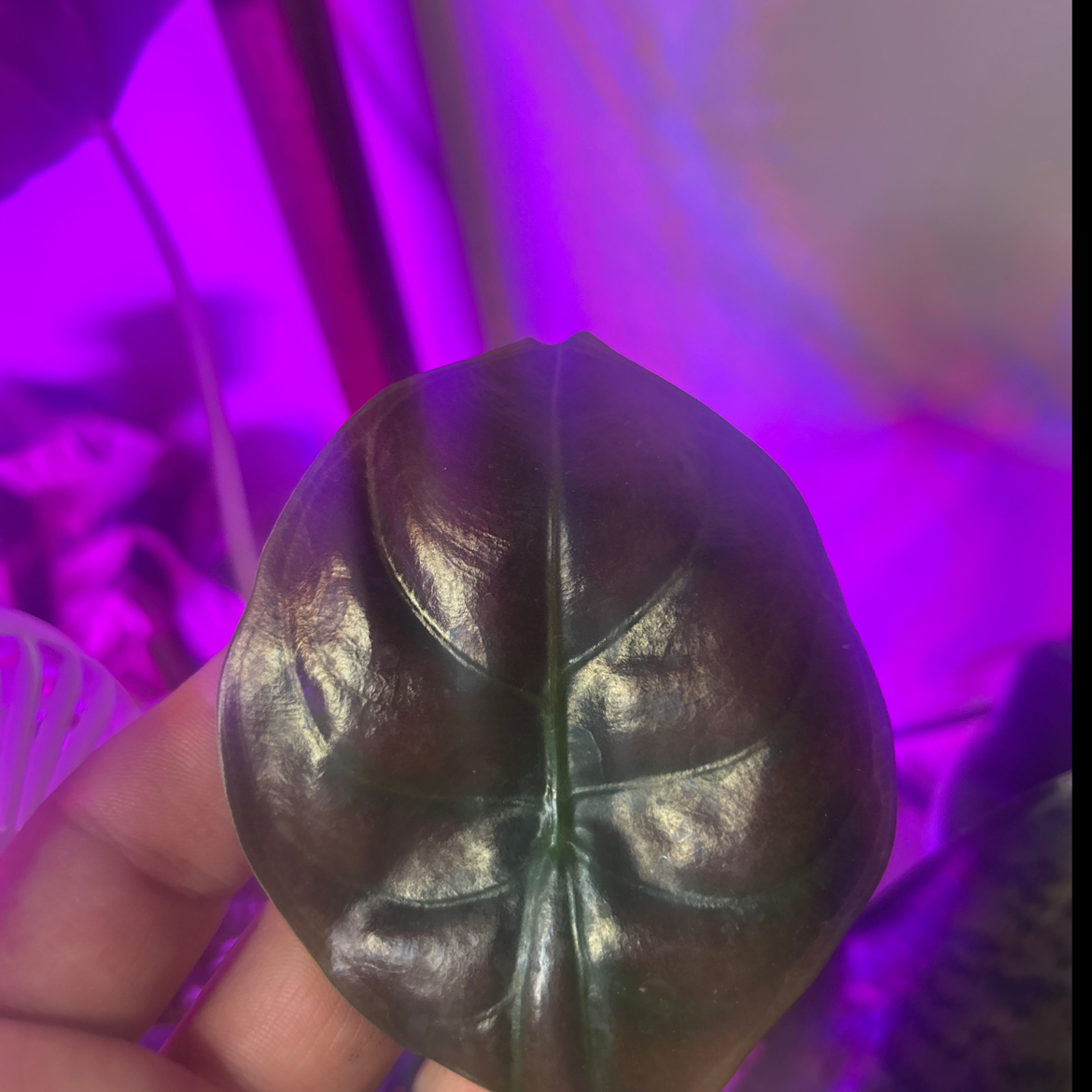 Photo of the plant species Alocasia by @AyeeeeAnde named Ruby on Greg, the plant care app
