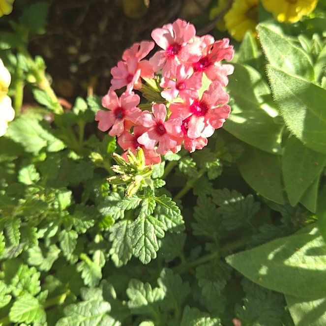 Photo of the plant species Verbena by @PrimoRoussea92 named Oscar on Greg, the plant care app