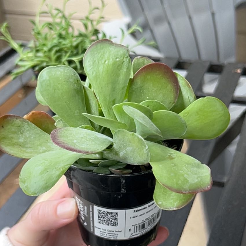 Photo of the plant species Variegated Paddle Plant by @TryBookaloe39 named Ron on Greg, the plant care app