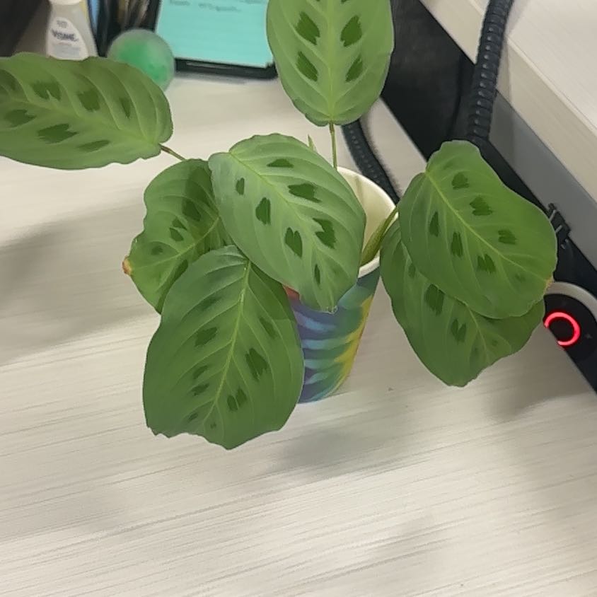 Photo of the plant species Maranta Prayer Plant by @SupplePygmyiris named Sahara on Greg, the plant care app