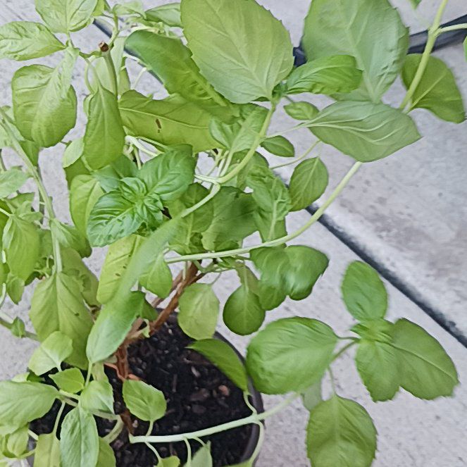 Photo of the plant species Genovese Basil by @lordfarquaad named Delilah on Greg, the plant care app