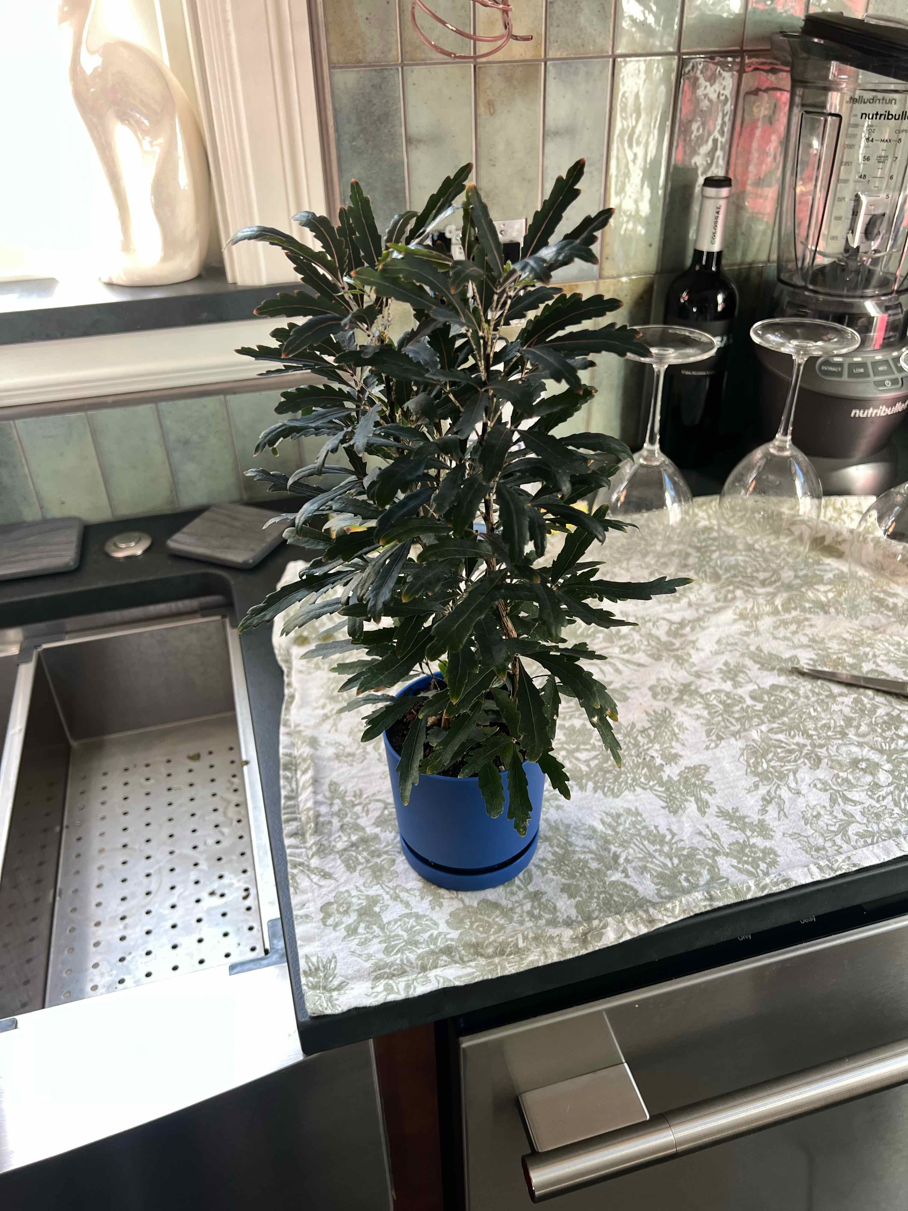 Photo of the plant species False Aralia by @FieryViolet57 named Aldebaran on Greg, the plant care app