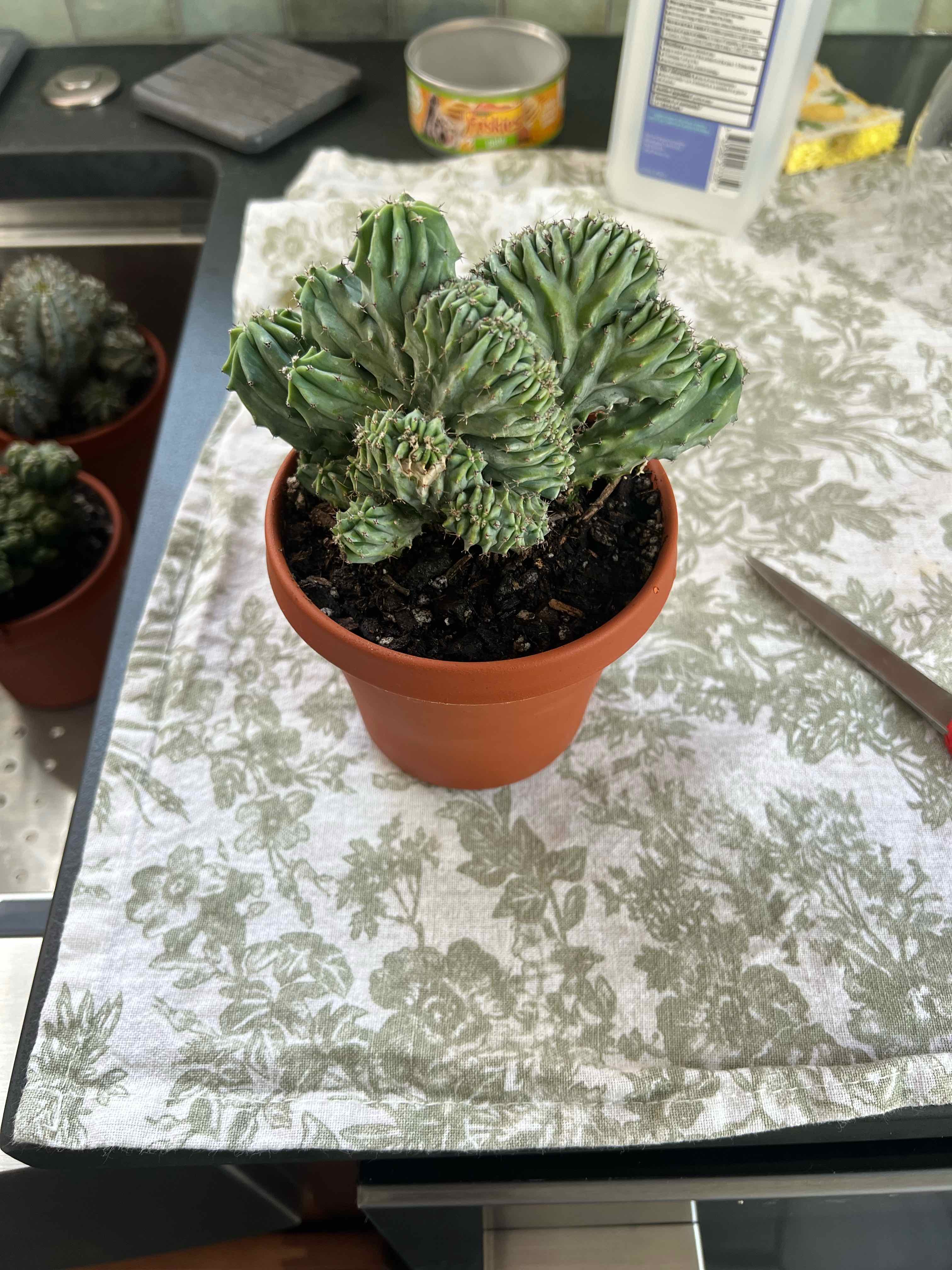 Photo of the plant species Myrtillocactus Crest 'Indigo wave' by @FieryViolet57 named Nandi on Greg, the plant care app