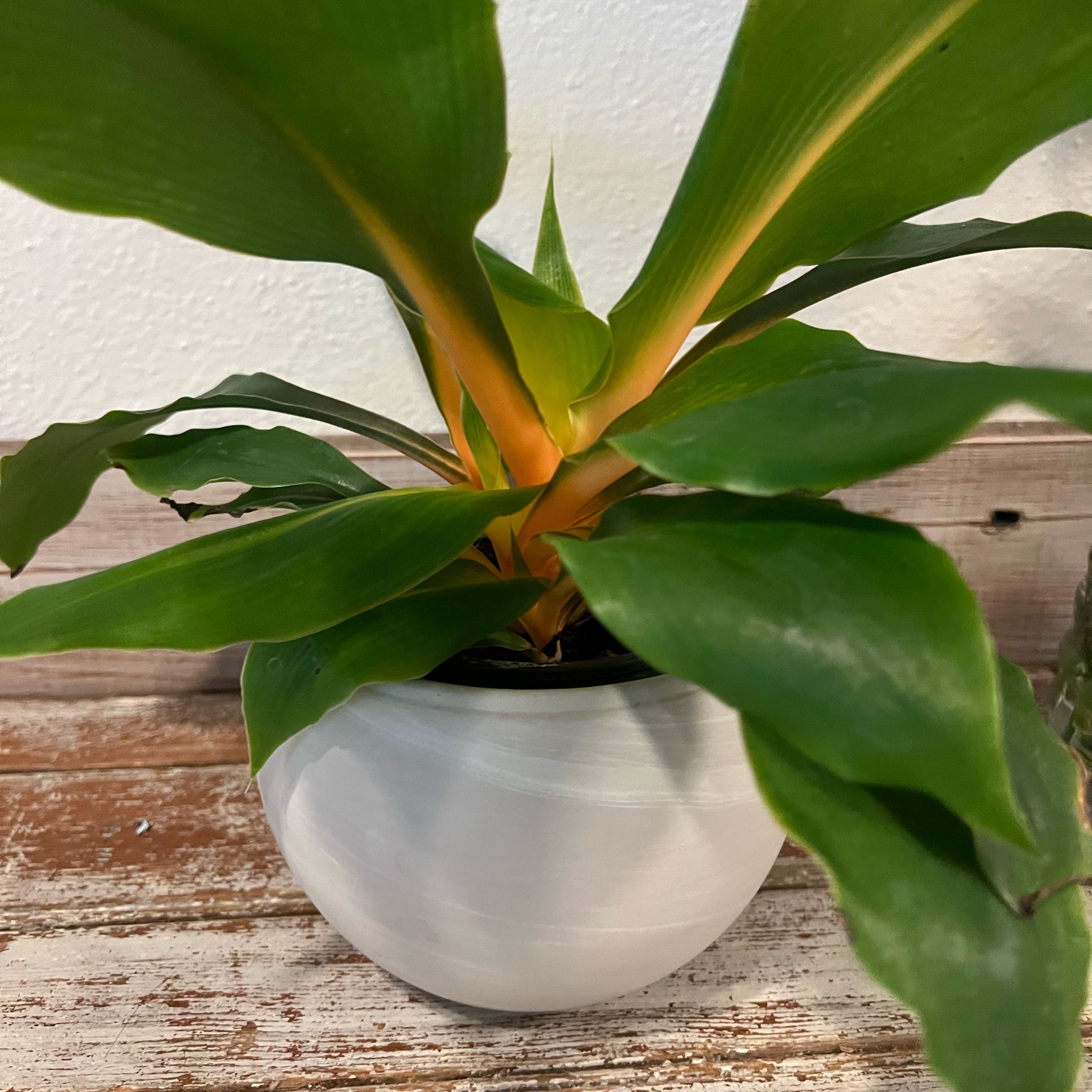 Photo of the plant species orange mandarin plant by @FieryViolet57 named Brigid on Greg, the plant care app