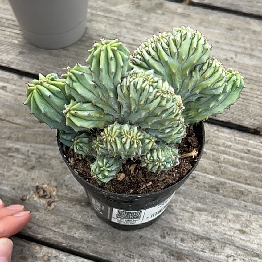 Photo of the plant species Myrtillocactus Crest 'Indigo wave' by @FieryViolet57 named Nandi on Greg, the plant care app