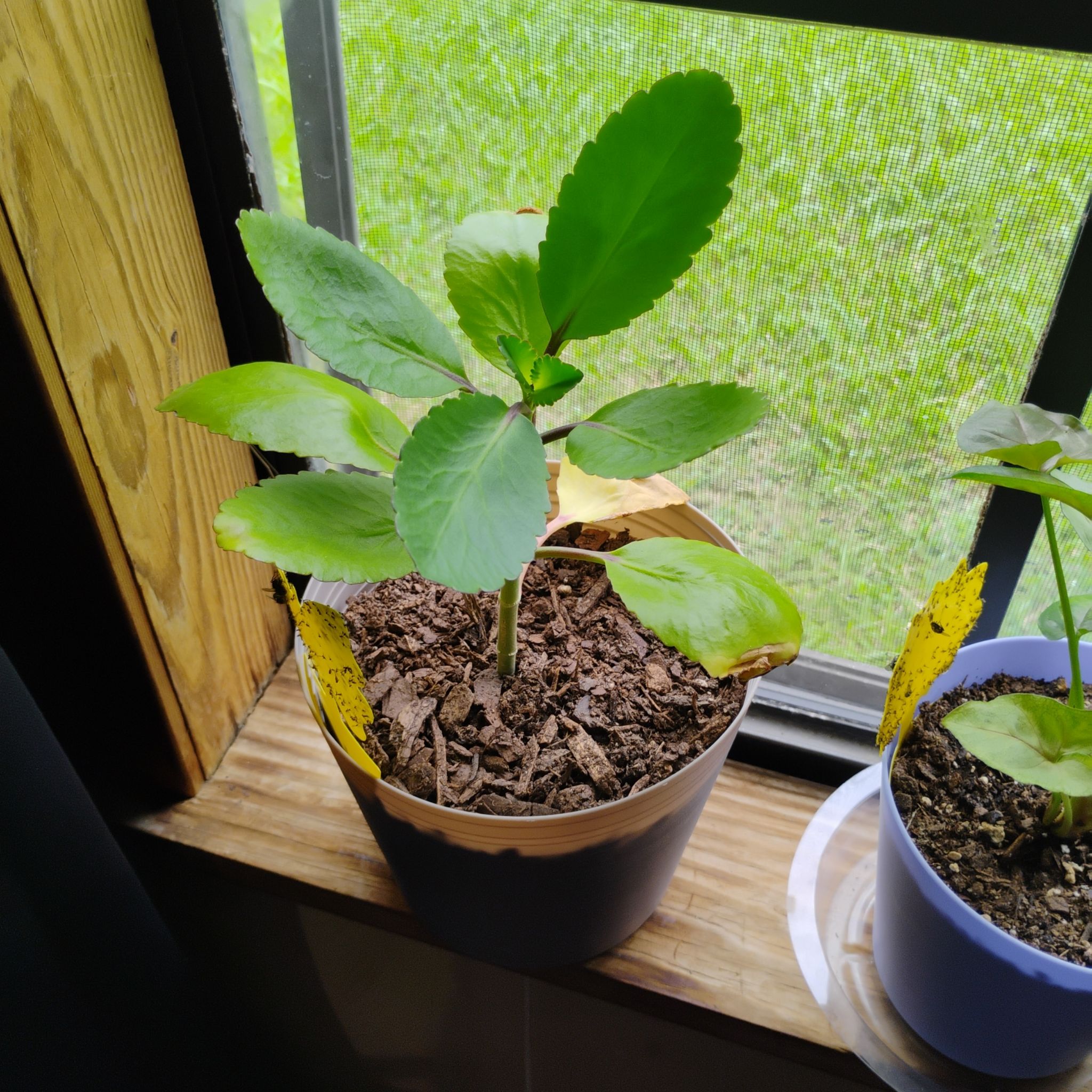 Photo of the plant species The Miracle Leaf by @RobustBeans76 named Miracle on Greg, the plant care app