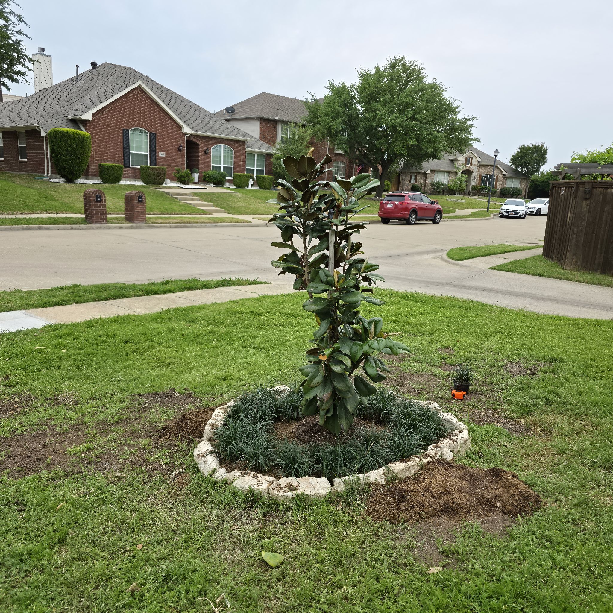 Photo of the plant species Teddy Bear Magnolia by @UnselfishPawpaw named Teddy on Greg, the plant care app