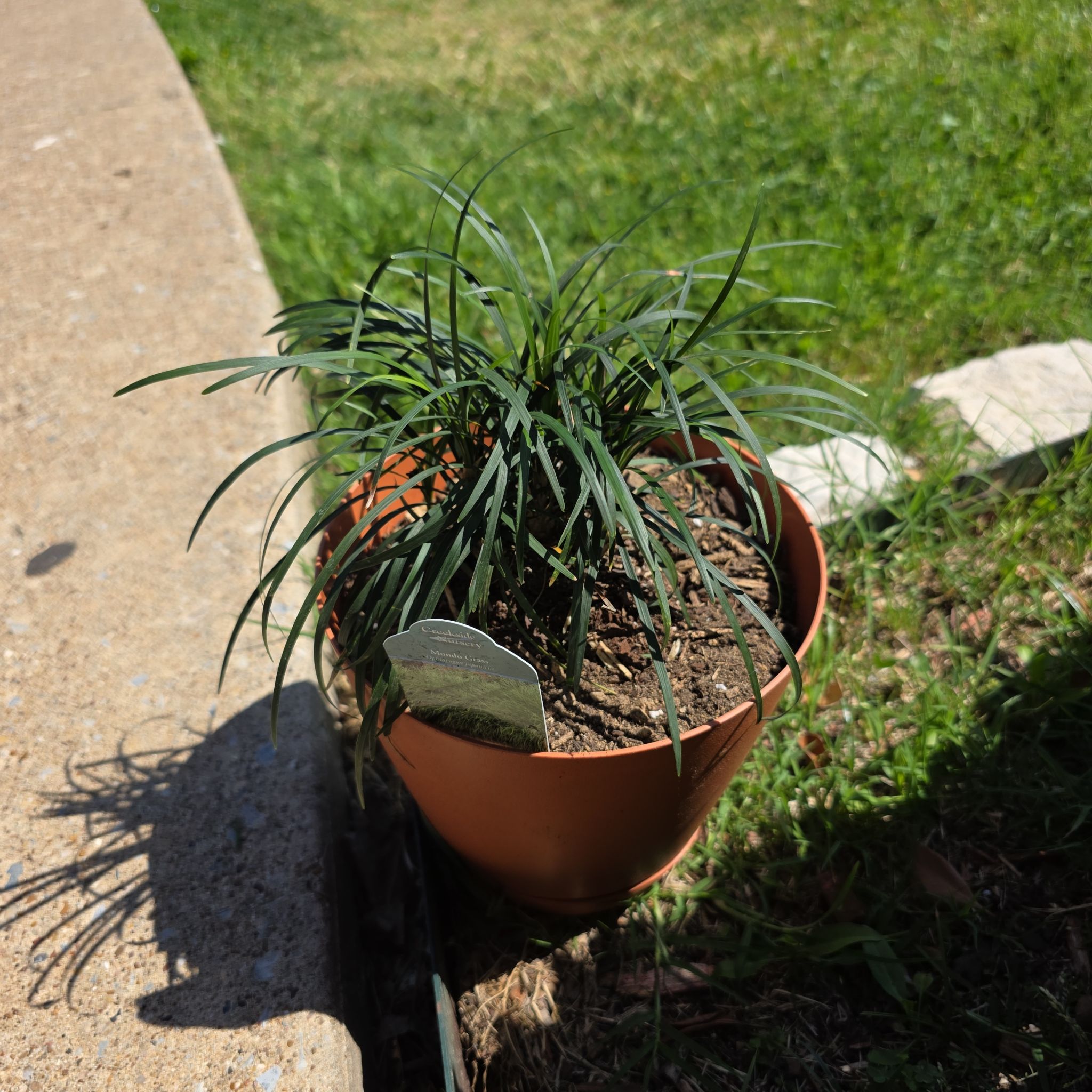 Photo of the plant species Dwarf Mondo Grass by @UnselfishPawpaw named Foxxy on Greg, the plant care app