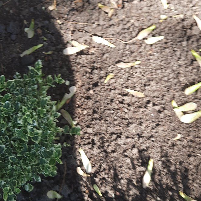 Photo of the plant species Emerald Gaiety Euonymus by @RefinedJubaea12 named Naomi on Greg, the plant care app
