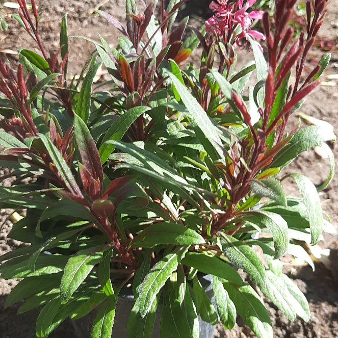 Photo of the plant species Pink Gaura by @RefinedJubaea12 named Leaf Erickson on Greg, the plant care app