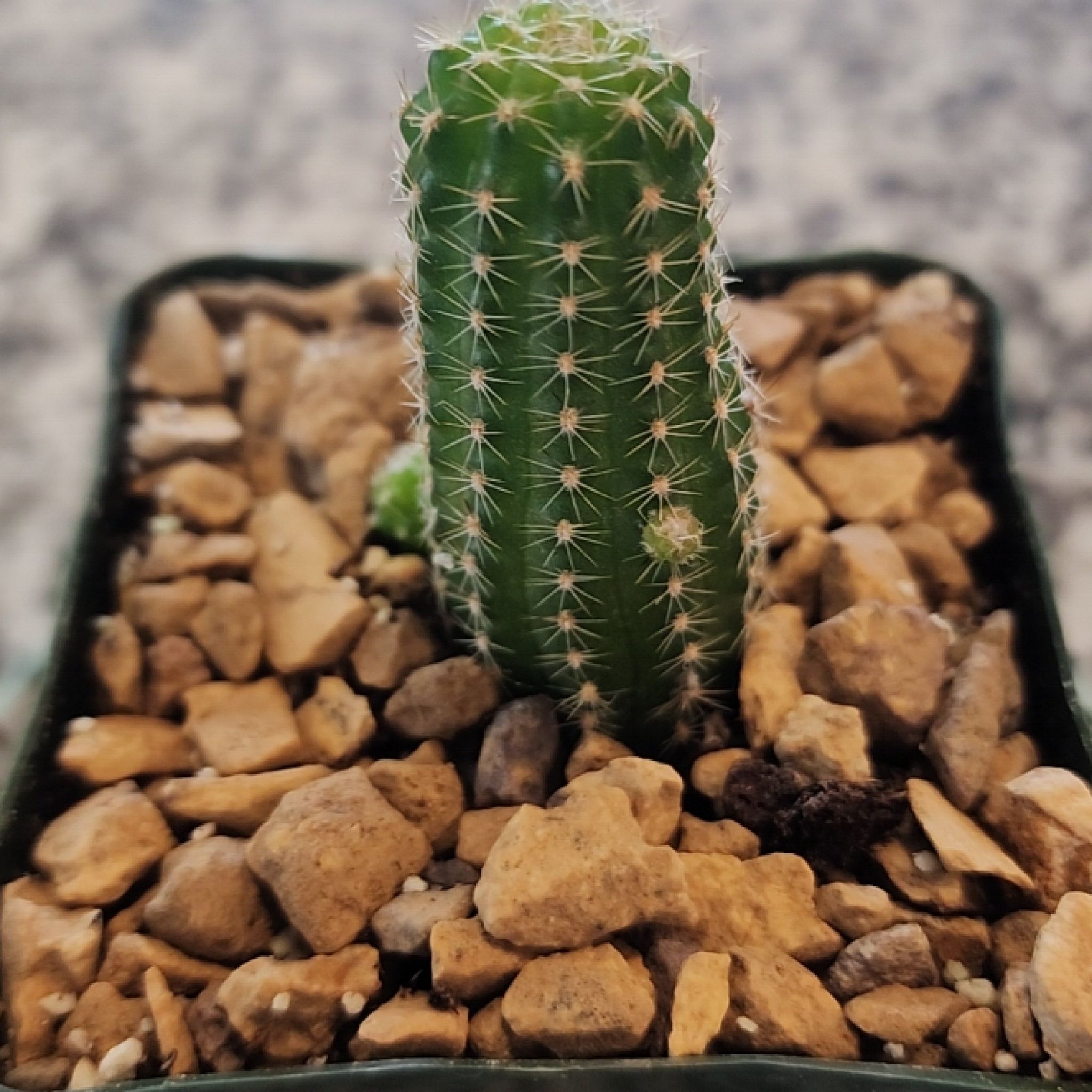 Photo of the plant species Echinopsis 'Rose Quartz' by @CurrentPignut53 named Mint on Greg, the plant care app