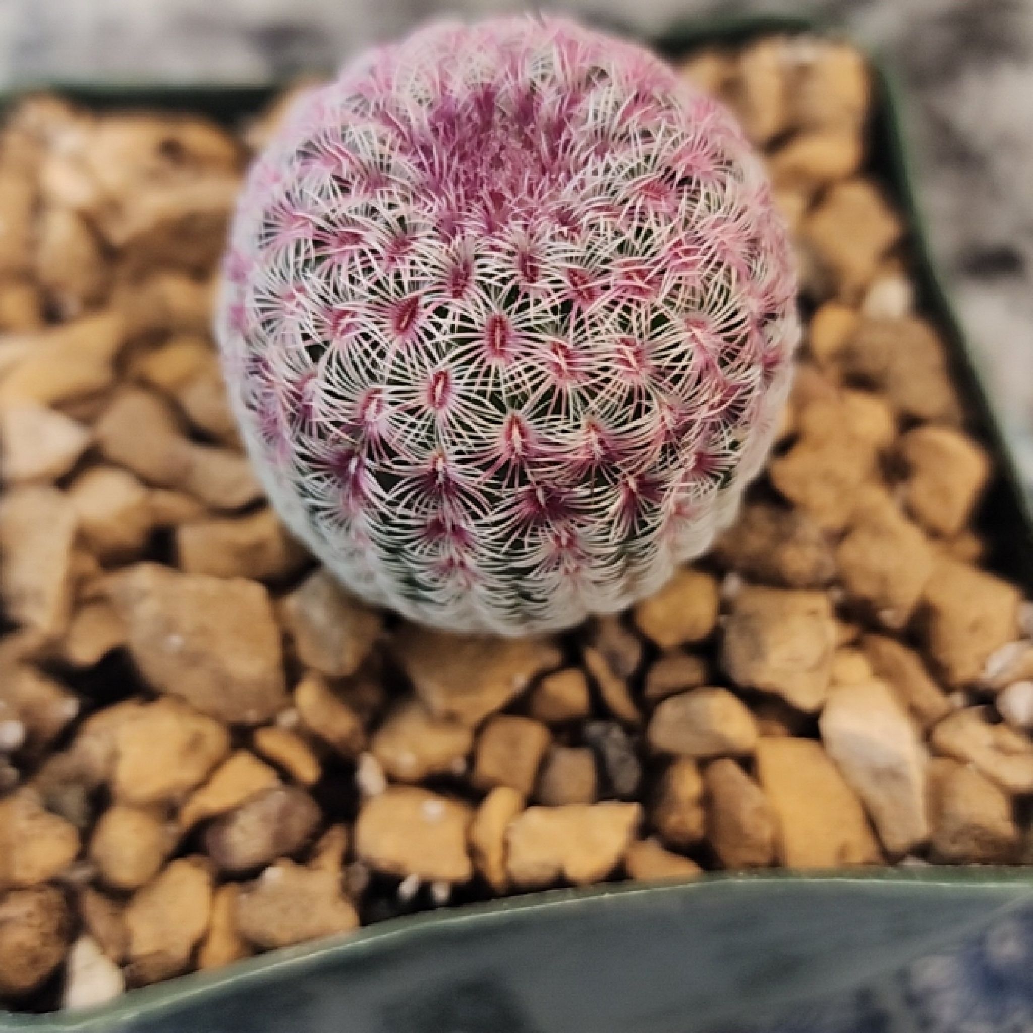 Photo of the plant species Rainbow Hedgehog Cactus 'Rubispinus' by @CurrentPignut53 named Carnation on Greg, the plant care app