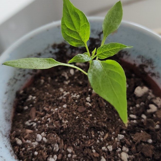 Photo of the plant species Pepperoncini Peppers by @CurrentPignut53 named Lebron on Greg, the plant care app