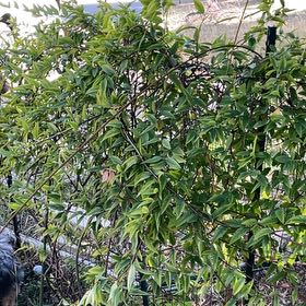 Photo of the plant species Yellow Jasmine by @DivineMelon93 named Orlando Bloom on Greg, the plant care app