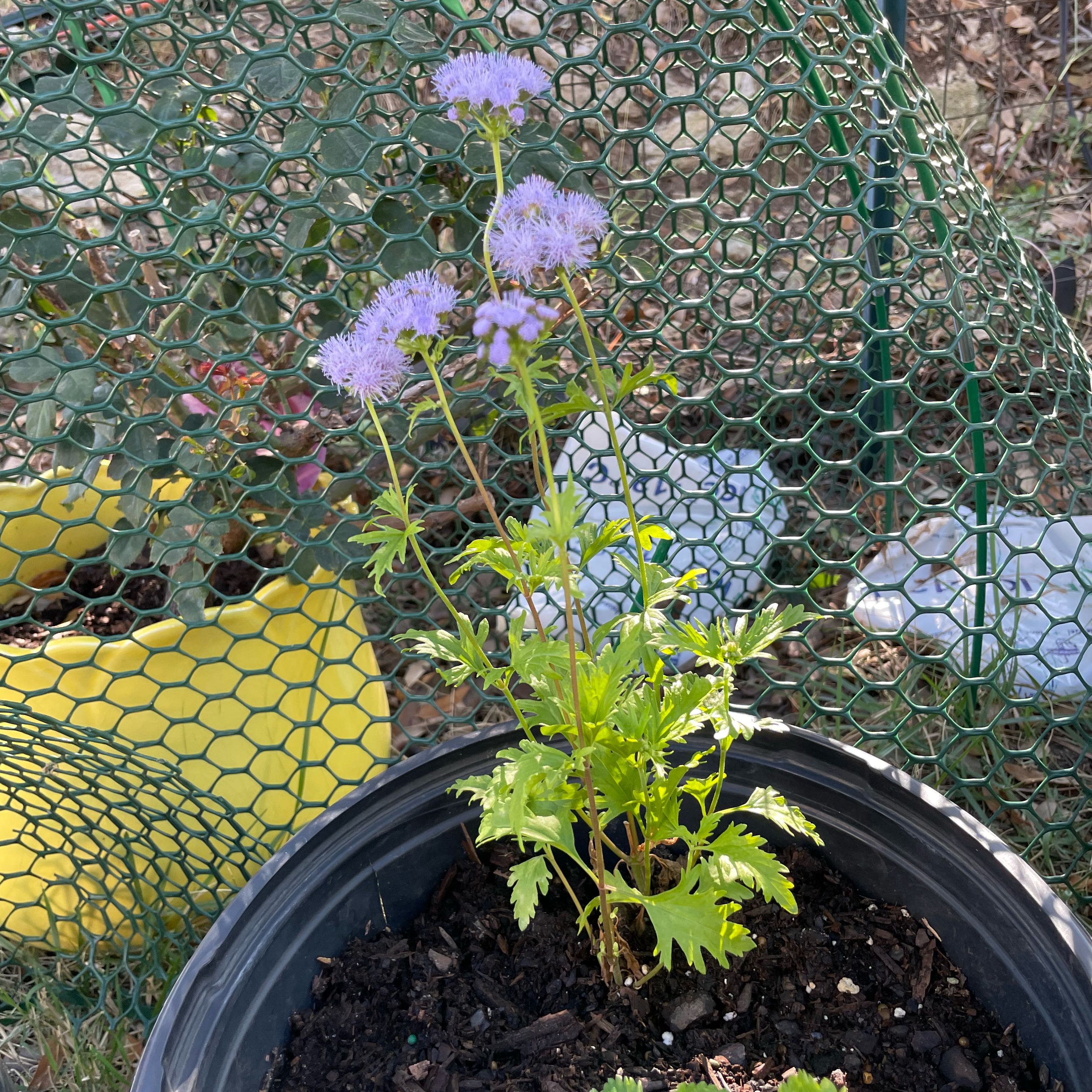 Photo of the plant species Blue Mistflower by @DivineMelon93 named Xena on Greg, the plant care app