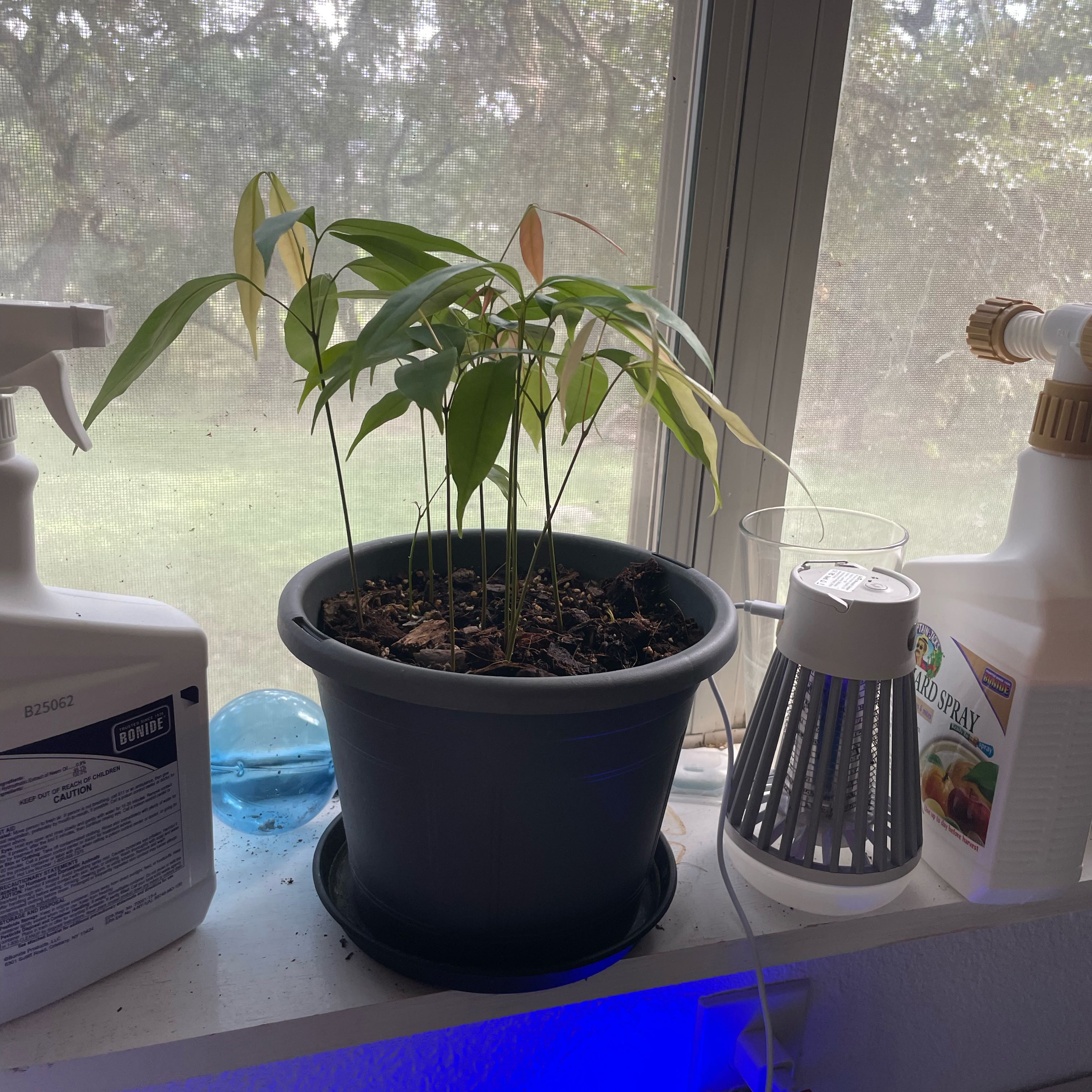 Photo of the plant species Lychee by @DivineMelon93 named Bigleef Smalls on Greg, the plant care app