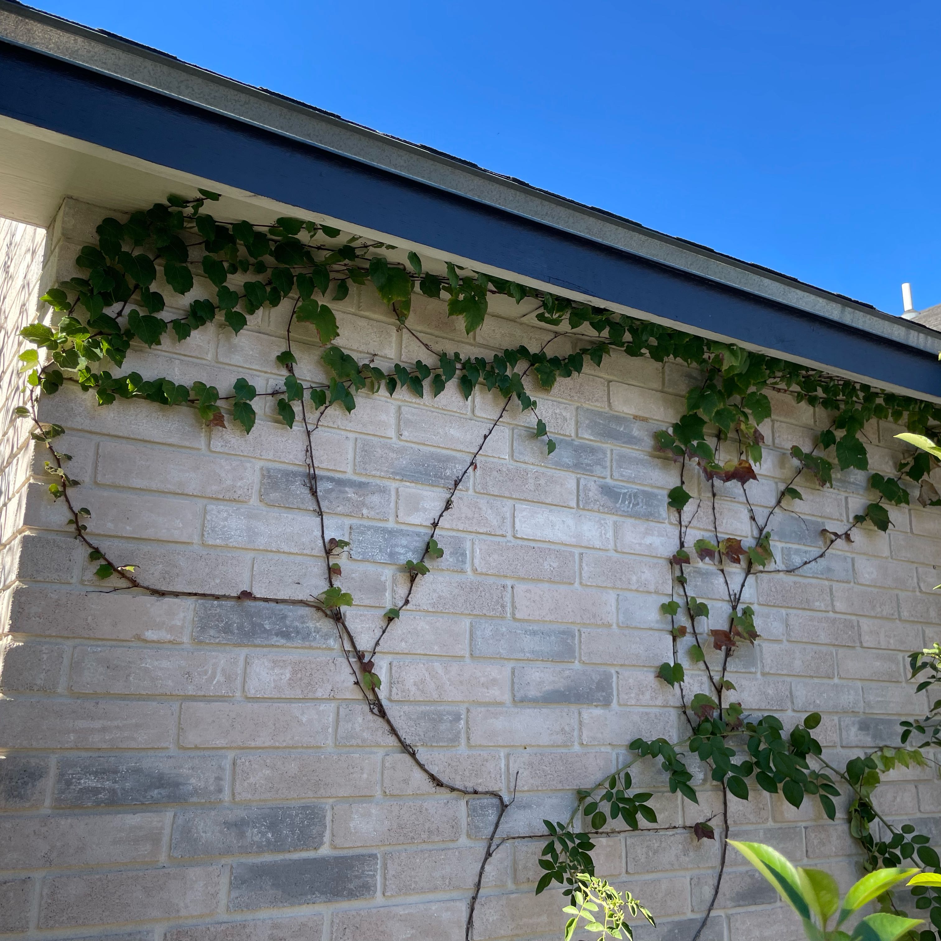 Photo of the plant species Boston Ivy 'Lowii' by @DivineMelon93 named Beckham on Greg, the plant care app