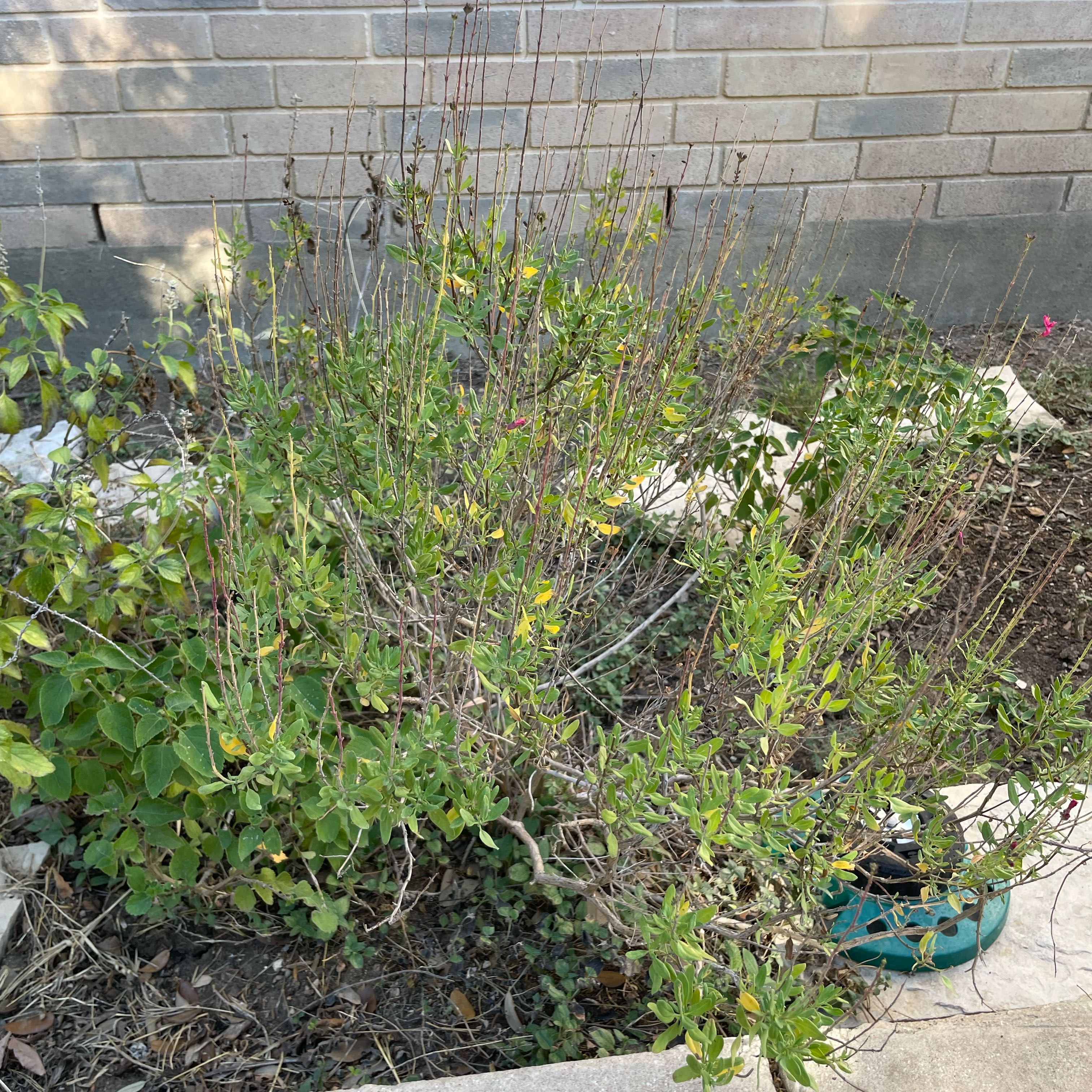 Photo of the plant species Texas Sage by @DivineMelon93 named Harper on Greg, the plant care app