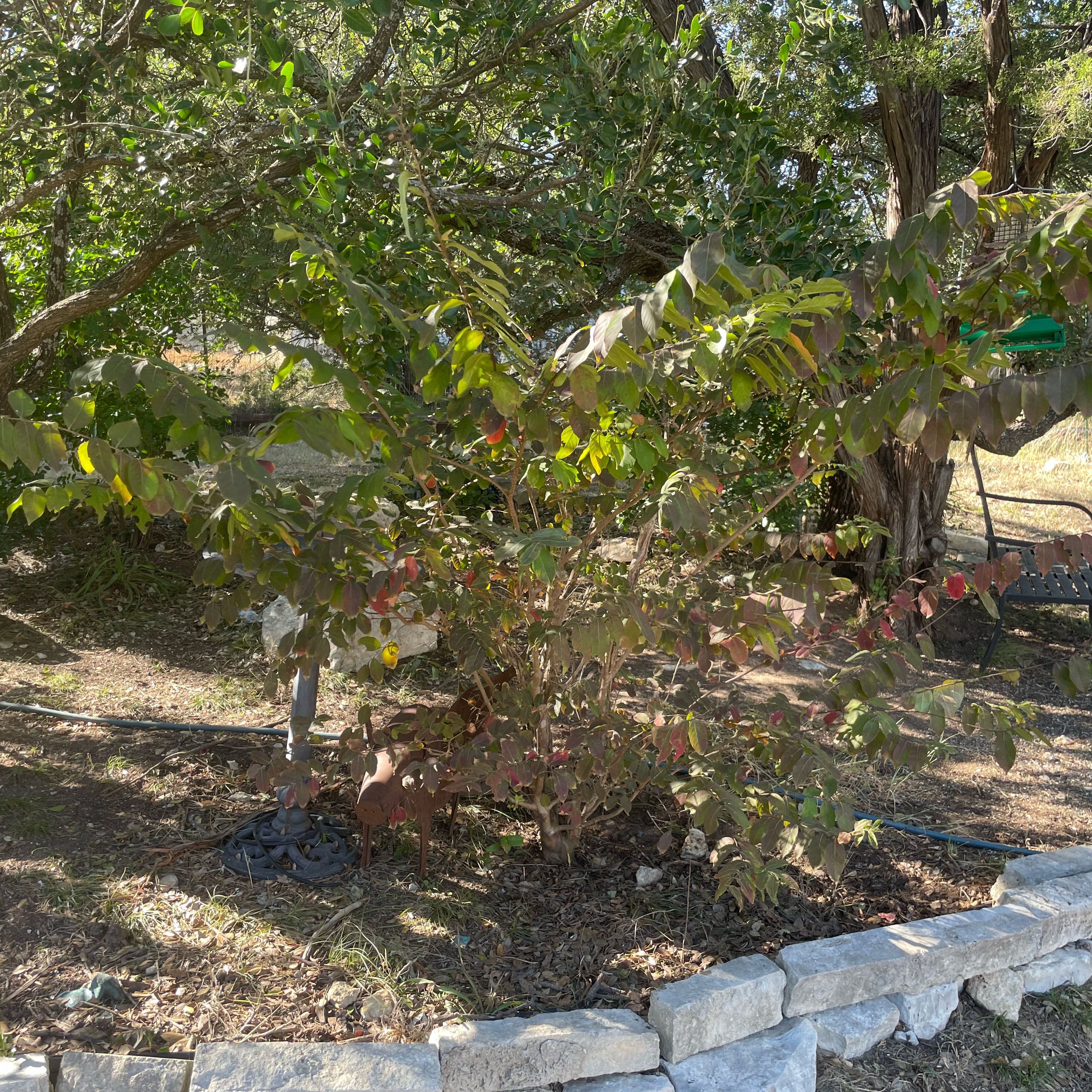 Photo of the plant species Crepe Myrtle 'Oklahoma' by @DivineMelon93 named Walt on Greg, the plant care app