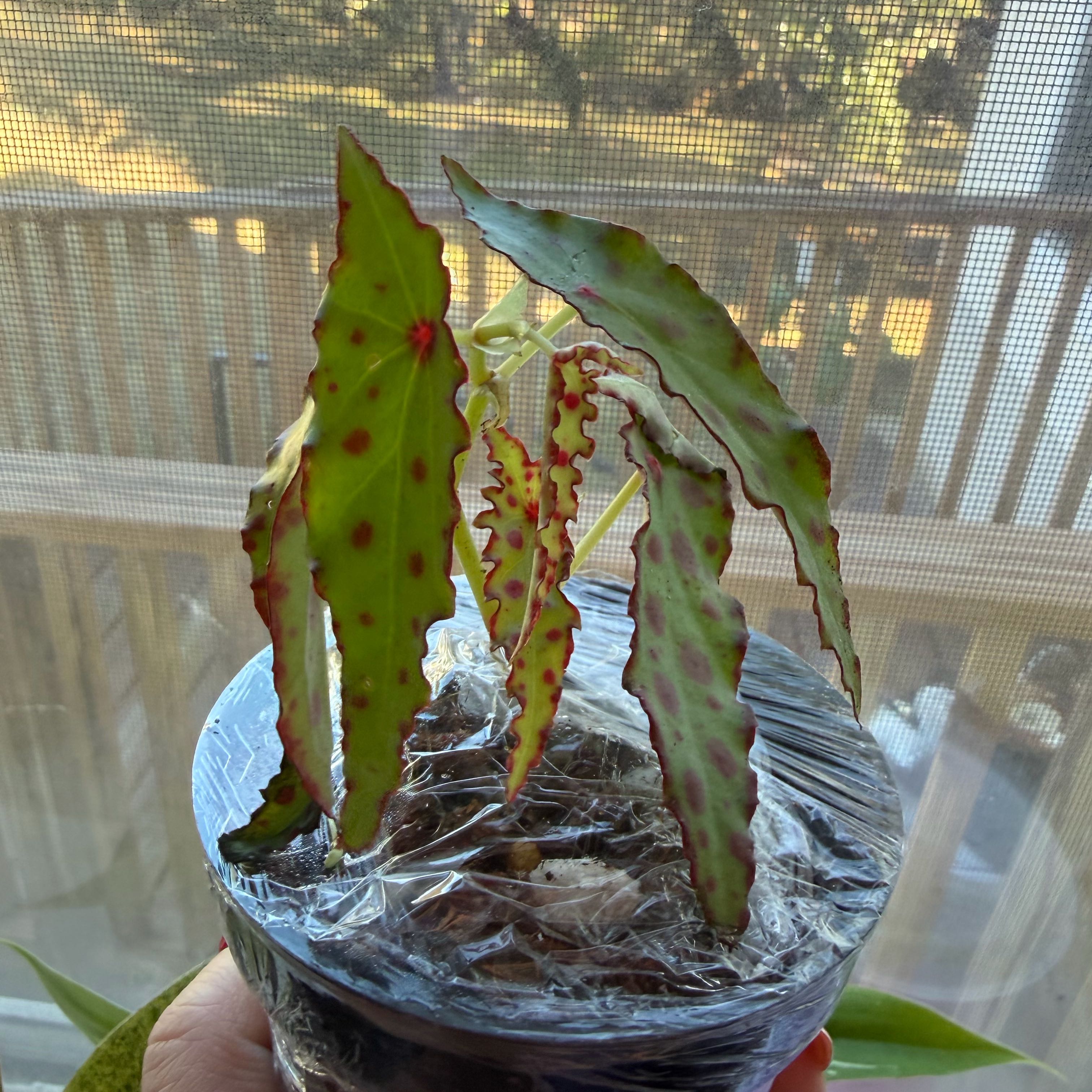 Photo of the plant species Begonia amphioxus by @DivineMelon93 named Remington Steele on Greg, the plant care app