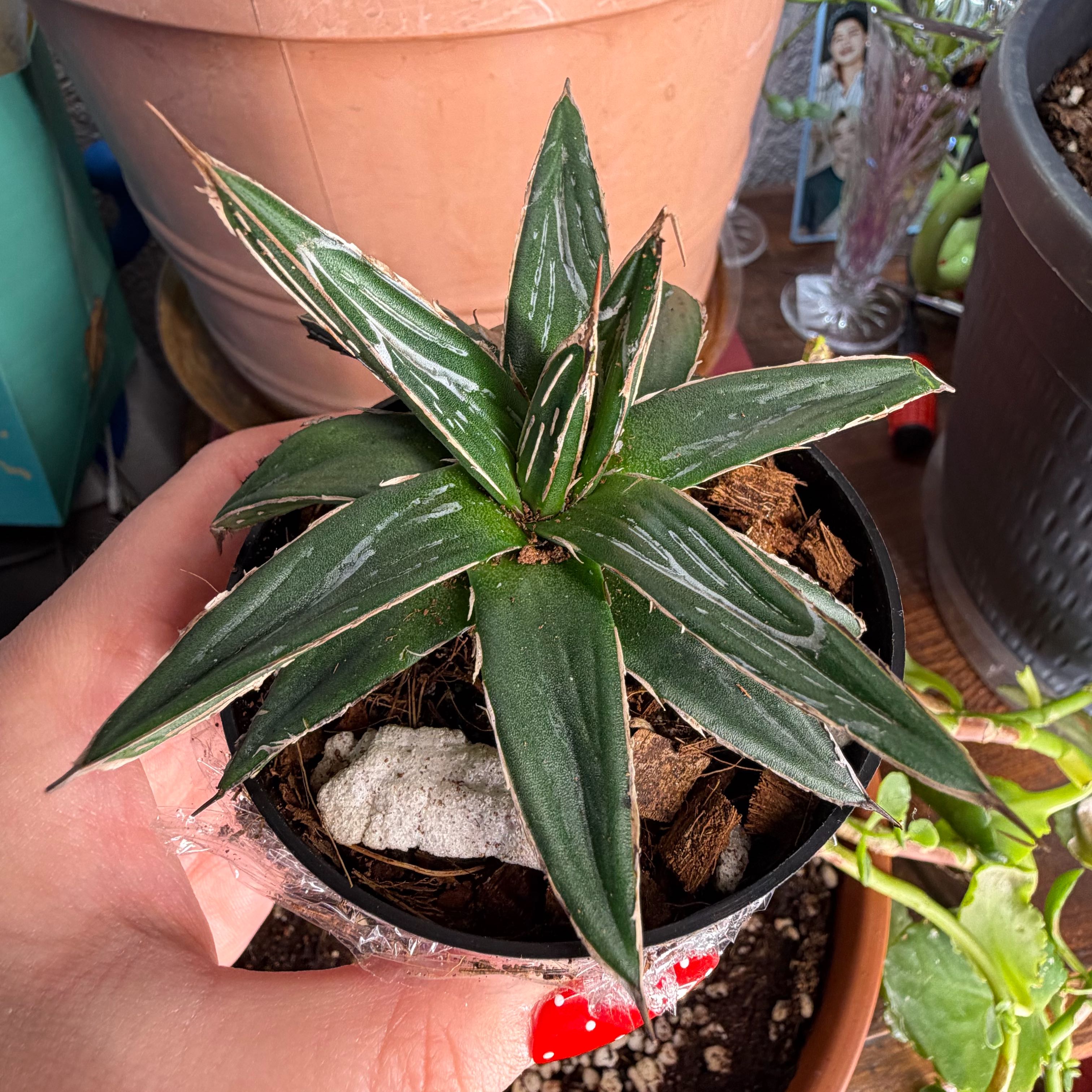 Photo of the plant species Queen Victoria Agave 'Porcupine' by @DivineMelon93 named Einstein on Greg, the plant care app