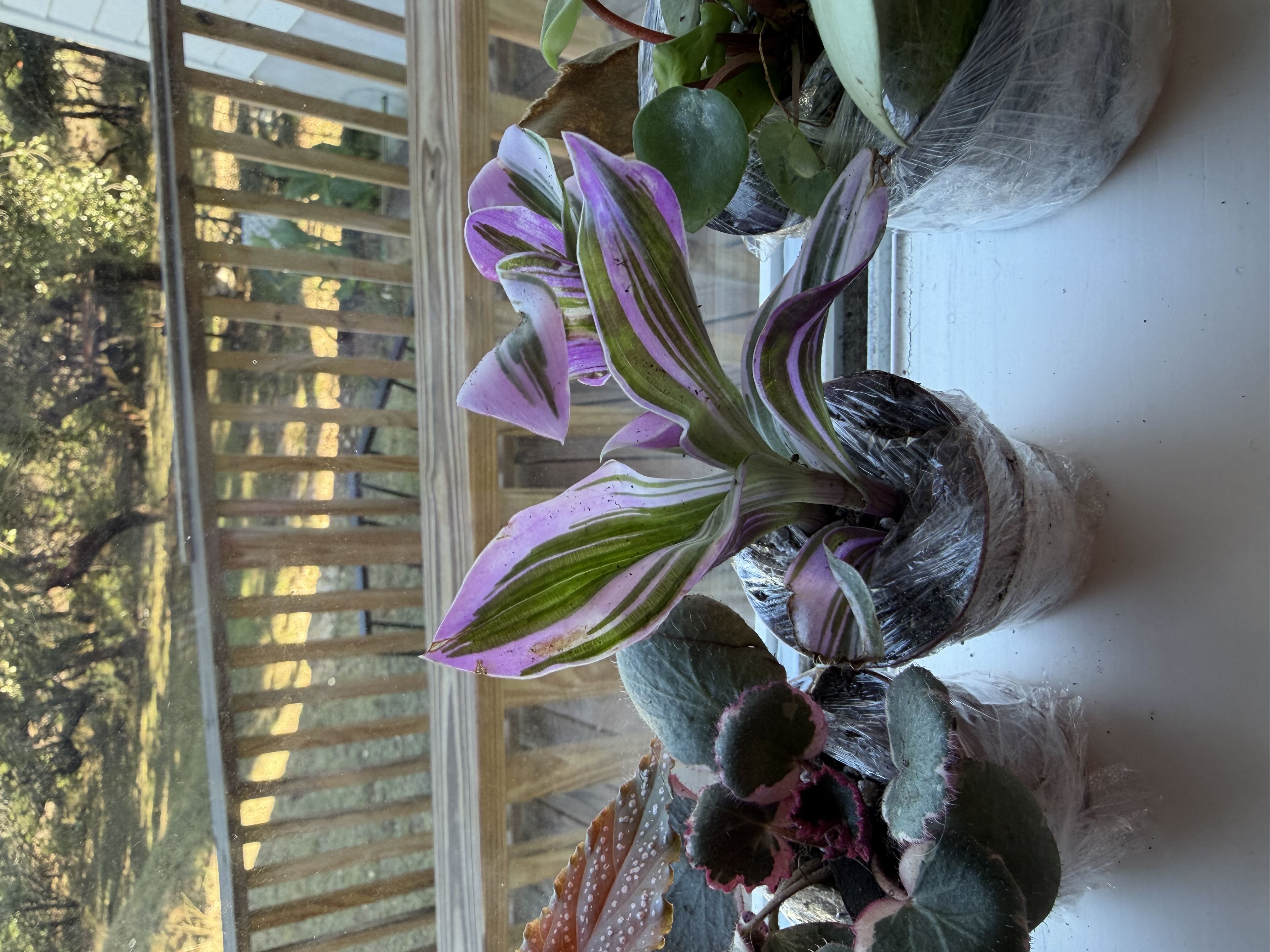 Photo from the post