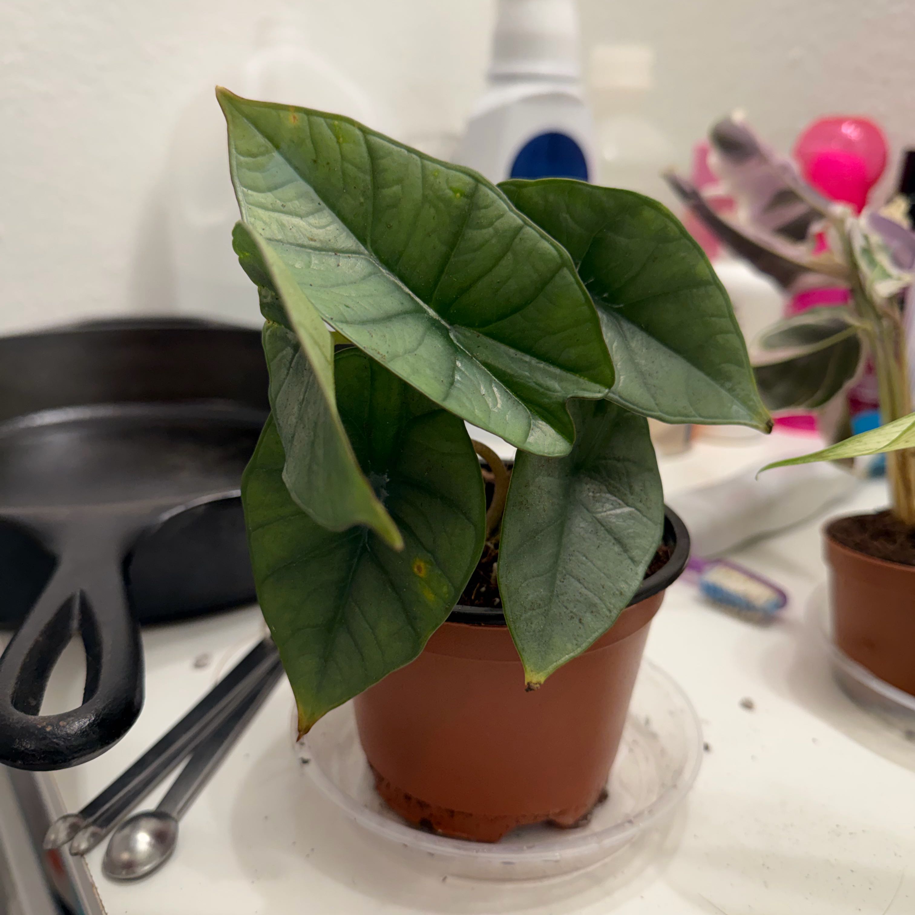 Photo of the plant species Alocasia Bisma by @DivineMelon93 named Spades on Greg, the plant care app