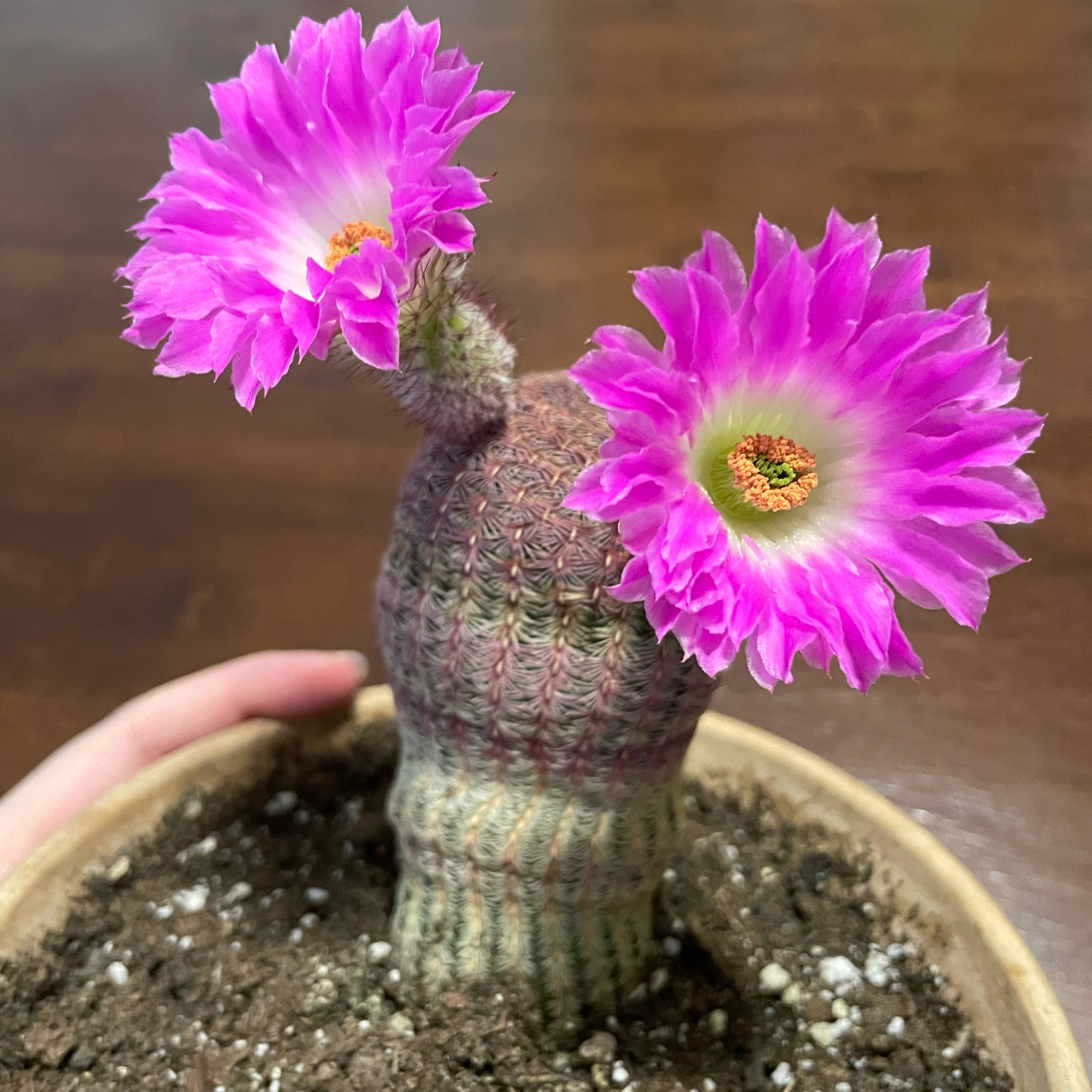 Photo of the plant species Rainbow Hedgehog Cactus by @DivineMelon93 named Elle on Greg, the plant care app