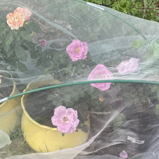 Photo of the plant species Angel face by @DivineMelon93 named Hamilton on Greg, the plant care app