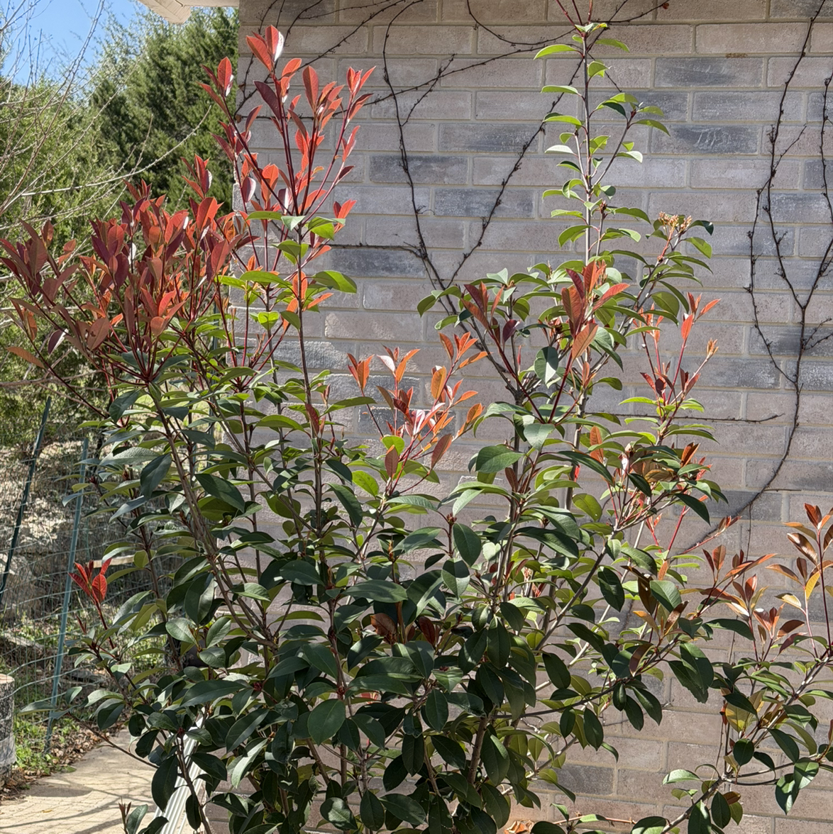 Photo of the plant species Red Tip Photinia by @DivineMelon93 named Spruce Lee on Greg, the plant care app