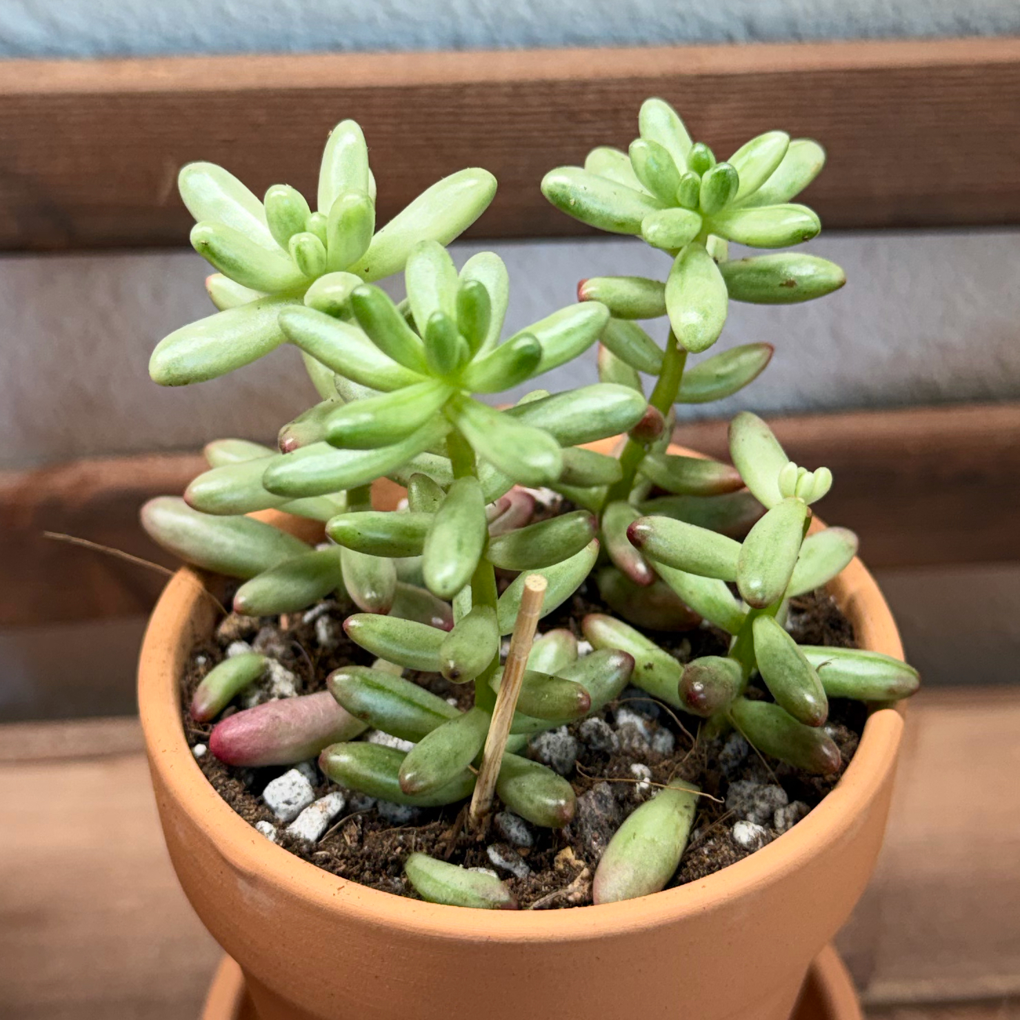 Photo of the plant species Sedum rubrotinctum 'Aurora' by @DivineMelon93 named Aurora on Greg, the plant care app