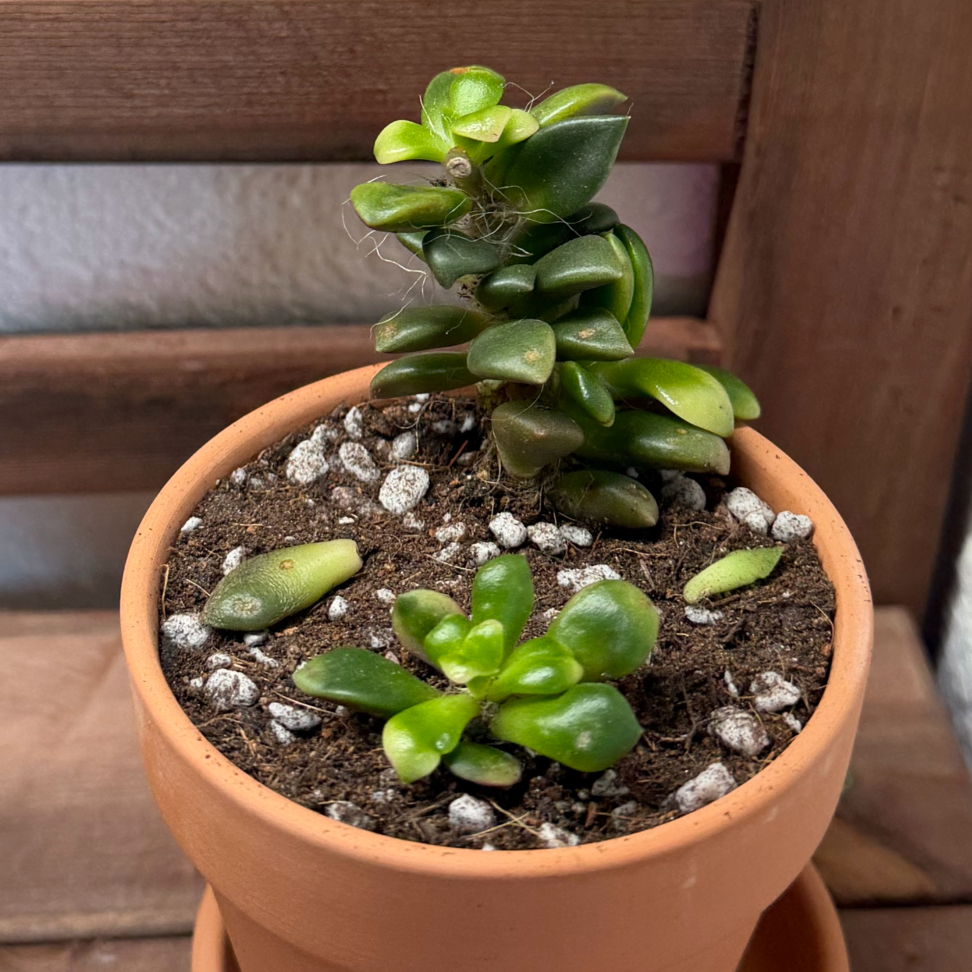 Photo of the plant species Anacampseros by @DivineMelon93 named Marilyn on Greg, the plant care app