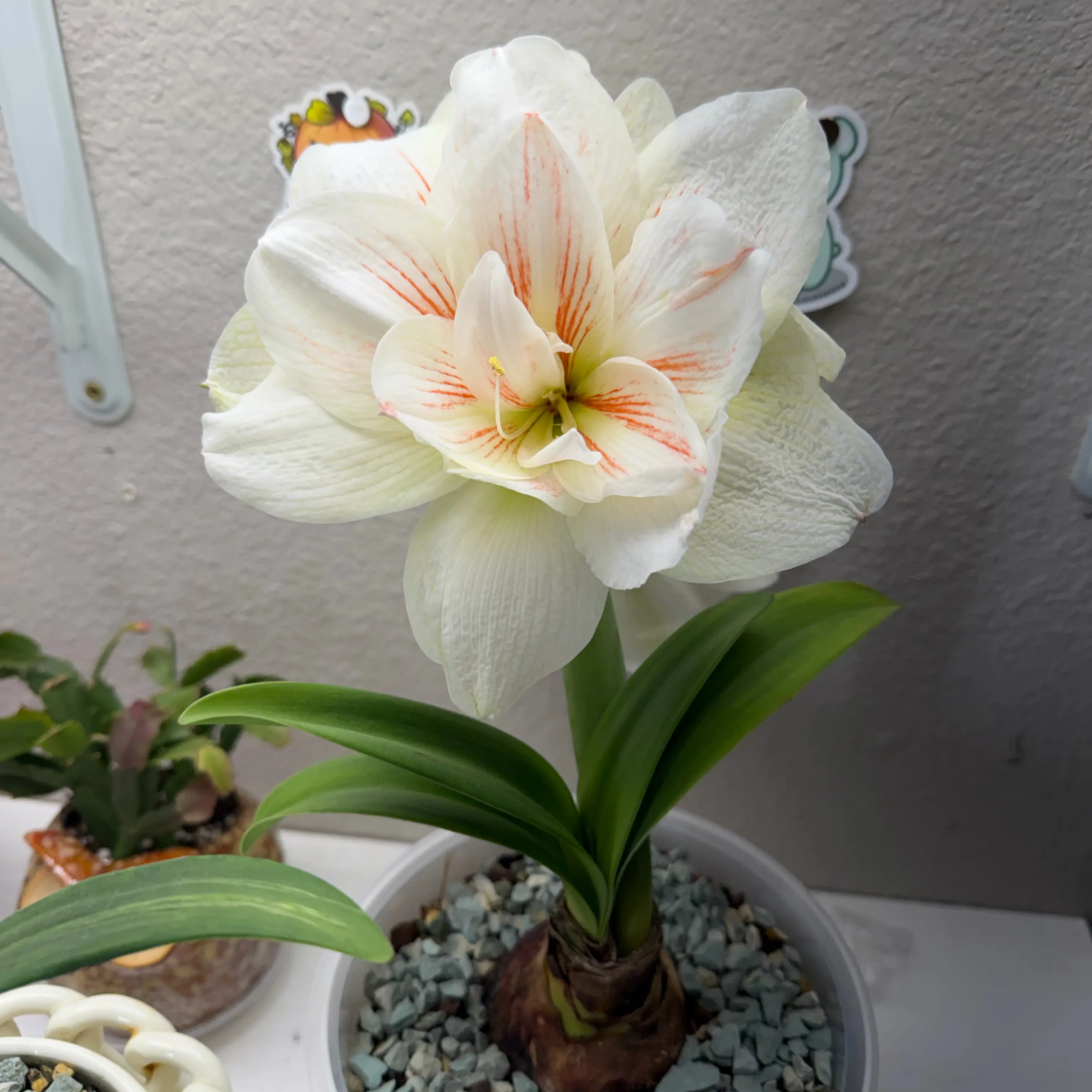Photo of the plant species Hippeastrum 'White Nymph' by @DivineMelon93 named Sproutacus on Greg, the plant care app