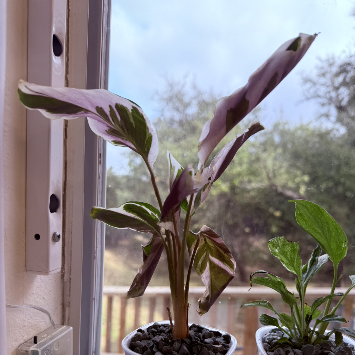 Photo of the plant species Calathea 'Stella' White Fusion by @DivineMelon93 named Stella on Greg, the plant care app