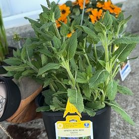 Photo of the plant species Salvia 'Spring King Mini' by @MasterBlueiris named Tree Diddy on Greg, the plant care app