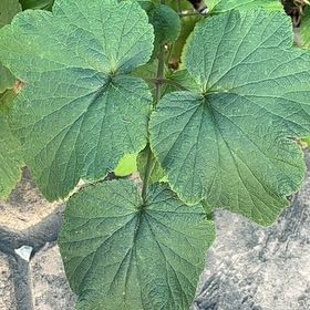 Photo of the plant species Eriocapitella hupehensis by @SunnySuncup96 named Bieber on Greg, the plant care app