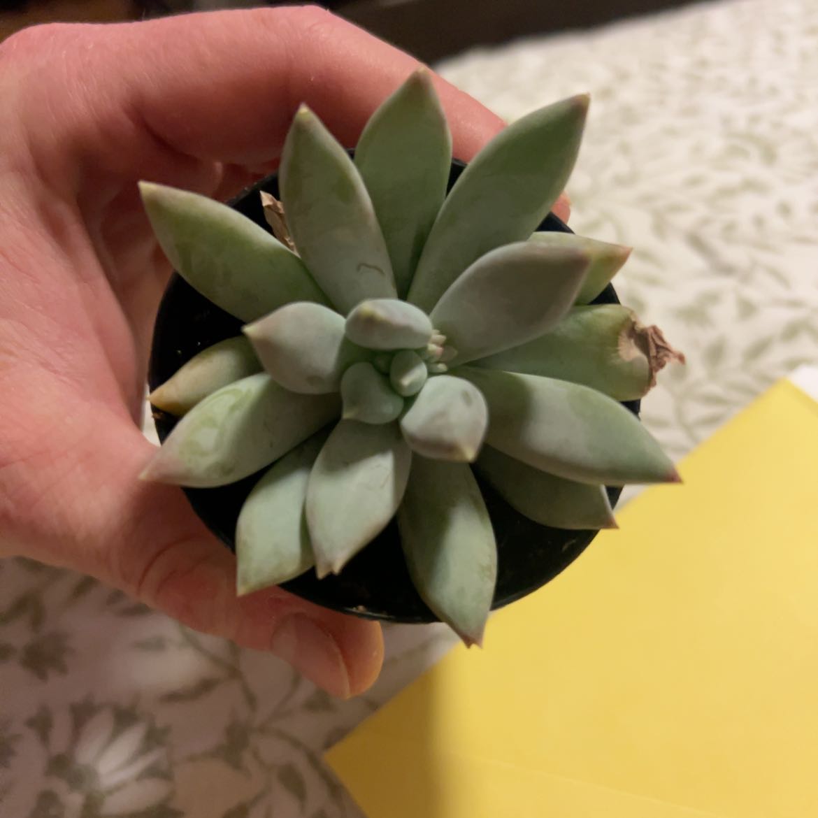 Photo of the plant species Moonsilver by @RegalSuncup9 named Greg on Greg, the plant care app