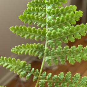 Photo of the plant species Eastern Hayscented Fern by @MeekMarimo34 named Harmony on Greg, the plant care app