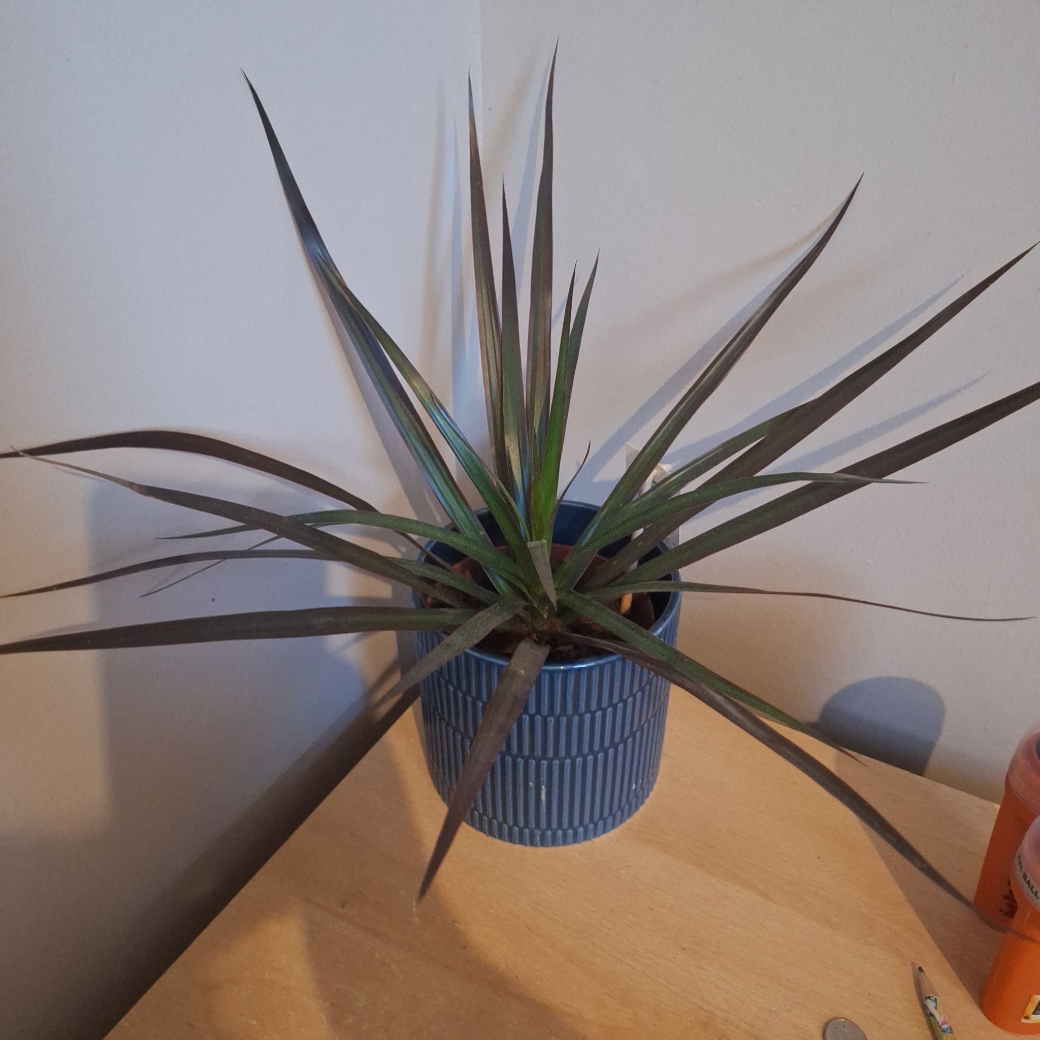 Photo of the plant species Dragon Tree by @ManlyFicus67 named Zeus on Greg, the plant care app