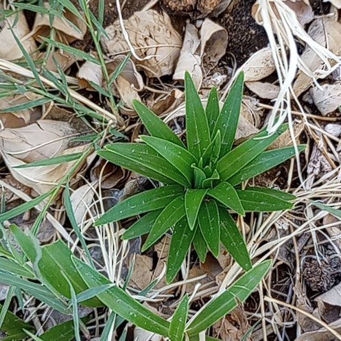 Photo of the plant species Coneflower by @ShowyCatpalm63 named Homer on Greg, the plant care app