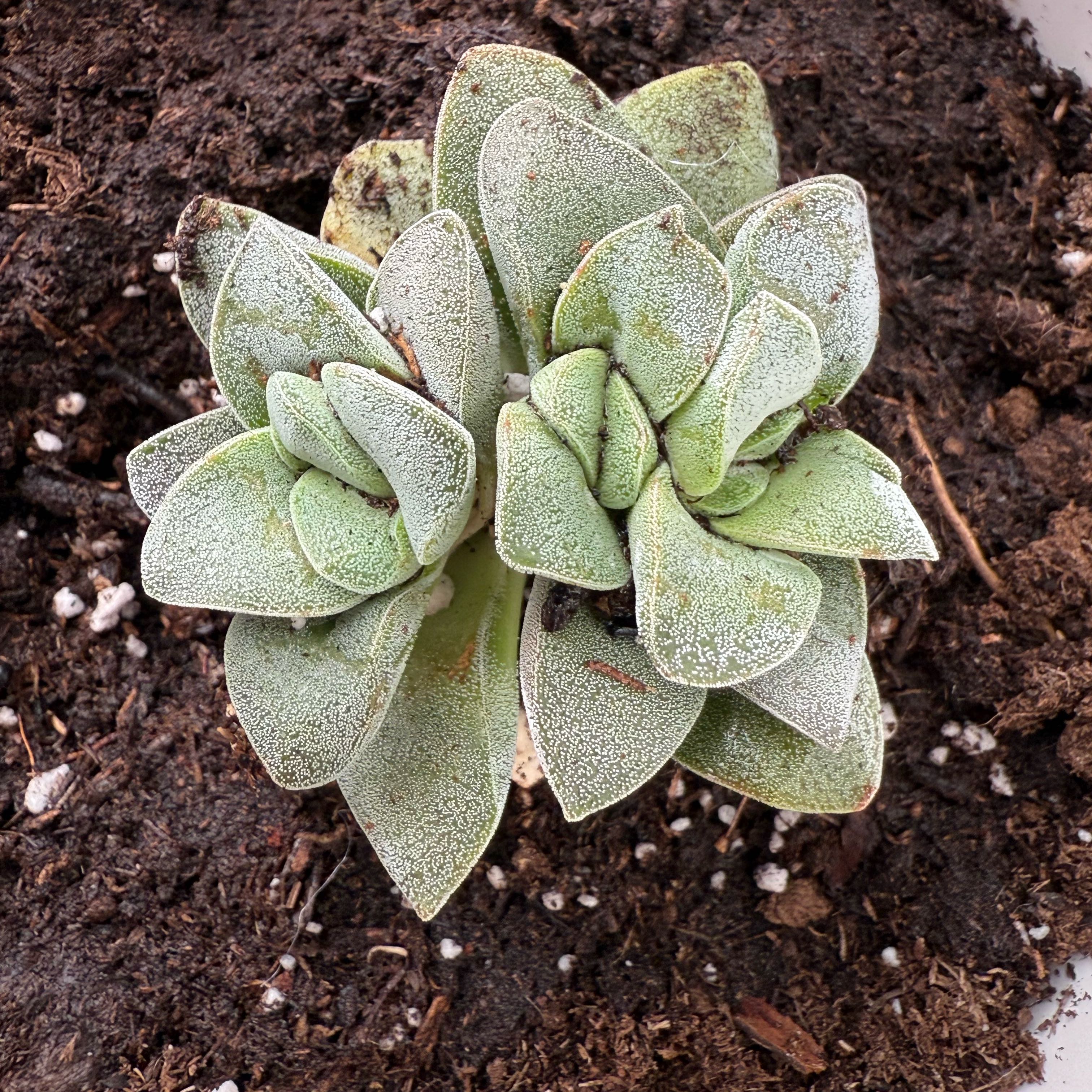 Photo of the plant species Crassula Morgan Hybrid w. Silver Springtime by @StarryPokaka5 named Rihanna on Greg, the plant care app